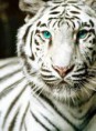 /album/galleria-fotografica/tigre-bianca-jpg/